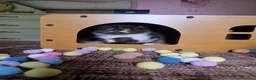 Persiano gatti in vendita: Cuccioli persiani  - Annuncio 7