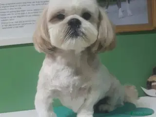Shih Tzu cani PINOLO, SHIH TZU nanerottolo super simpatico - Annuncio 15