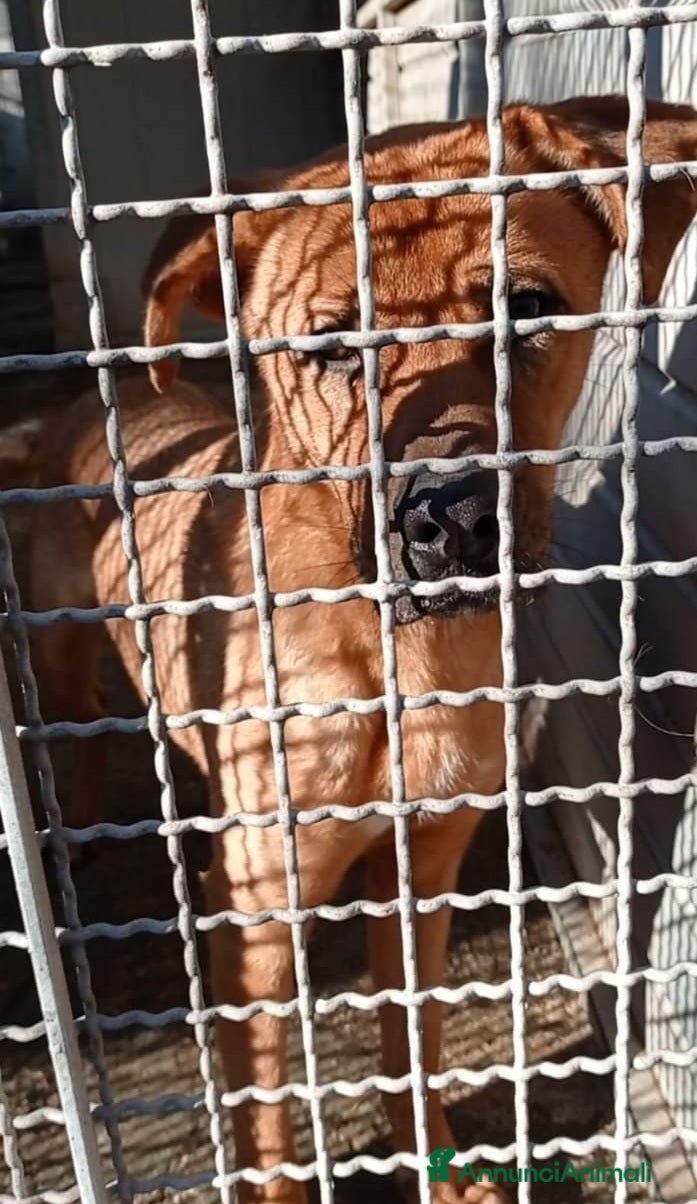 Meticcio cani 3anni pelo corto miele invisibile in canile.NAPOLI a Città Metropolitana di Milano - Annuncio 6