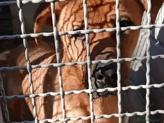 Meticcio cani 3anni pelo corto miele invisibile in canile.NAPOLI a Città Metropolitana di Milano - Annuncio 23