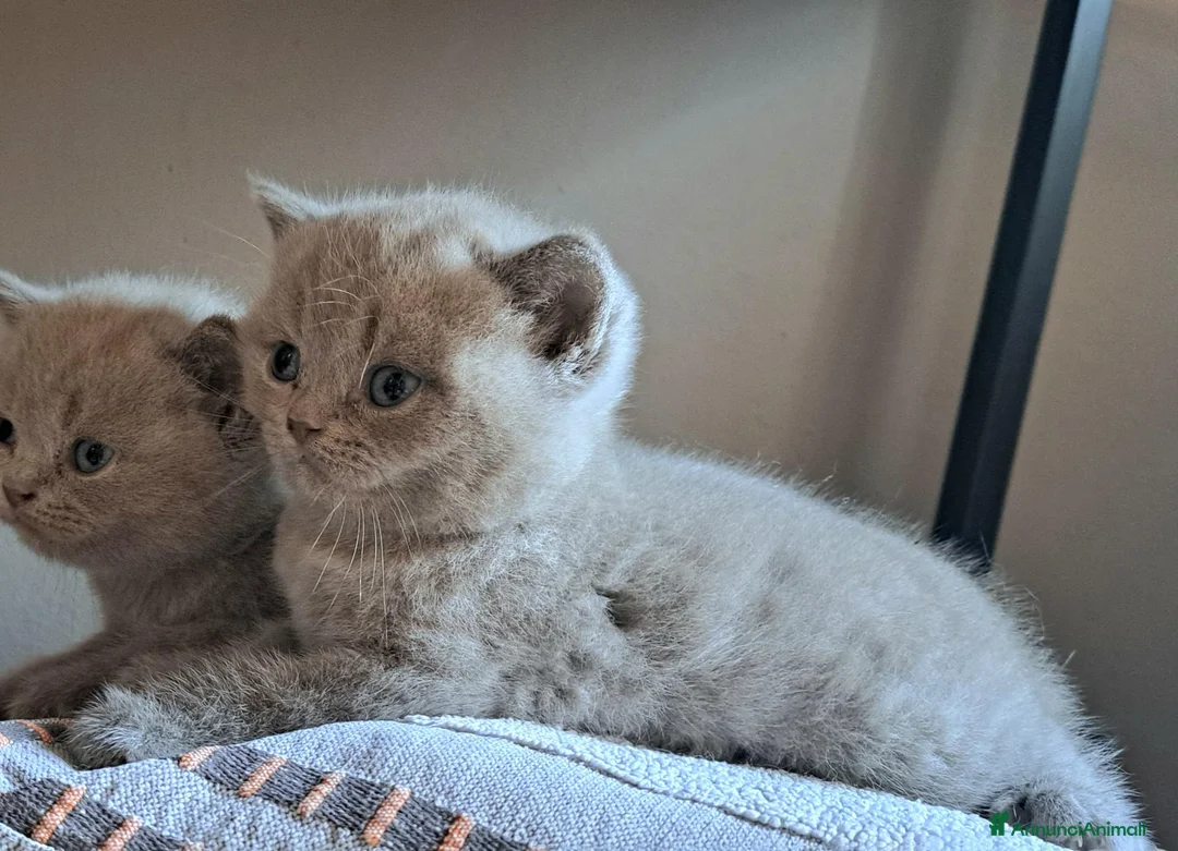British gatti in vendita: Cuccioli british shorthair blu e lilac - Annuncio 5