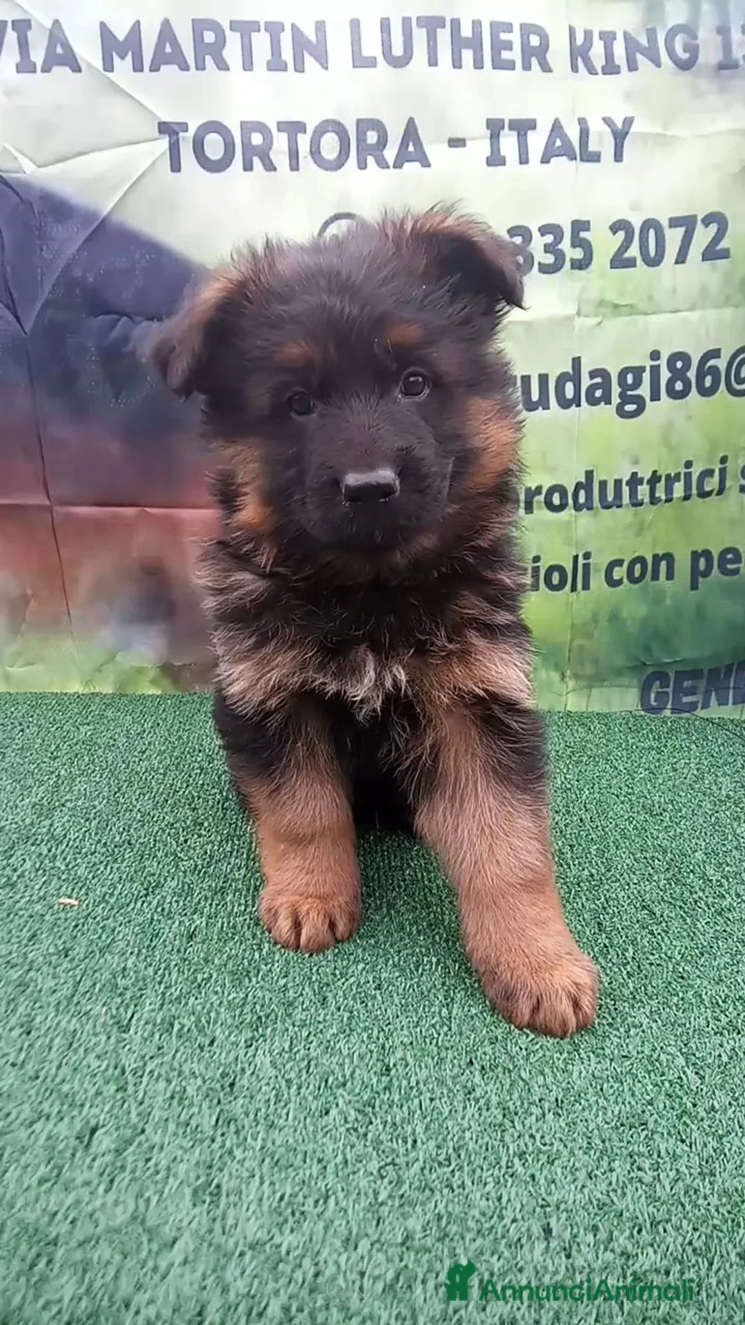 Pastore Tedesco cani in vendita: Eccellenti cuccioli di pastore tedesco  - Annuncio 2