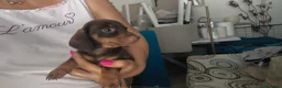Bassotto cani in vendita: Bassotto tedesco femmina  - Annuncio 3