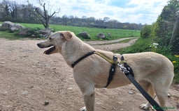 Labrador cani in regalo: Diana un cane speciale in cerca di casa  a Città metropolitana di Milano - Immagine 8