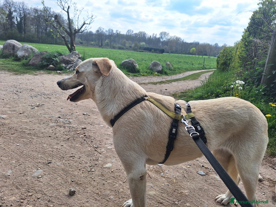 Labrador cani in regalo: Diana un cane speciale in cerca di casa  a Città metropolitana di Milano - Immagine 8