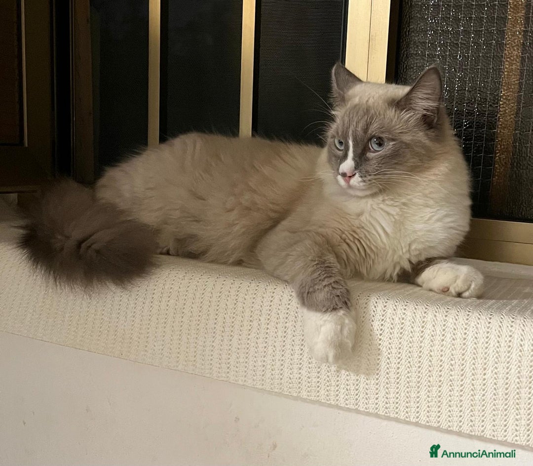 Ragdoll gatti per accoppiamento: Toki cerca gattina ragdoll  - Annuncio 4