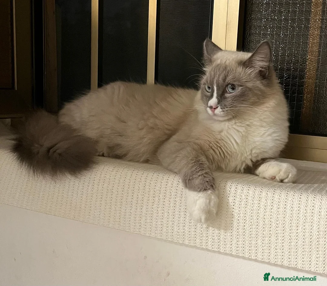 Ragdoll gatti per accoppiamento: Toki cerca gattina ragdoll  - Annuncio 4