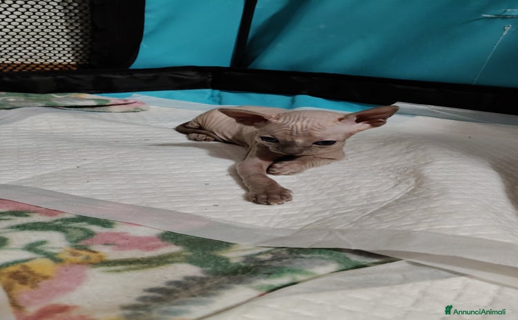 Sphynx gatti a Città metropolitana di Catania - Annuncio 9