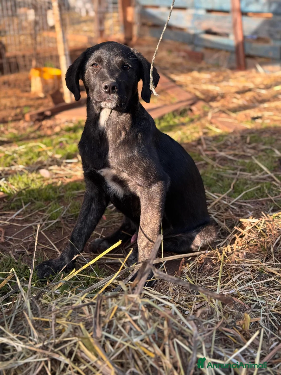 Altre razze cani in regalo: giorgio  - Annuncio 3