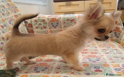 Chihuahua cani in vendita: Chihuahua maschio a pelo lungo con Pedegree Enci  - Annuncio 7