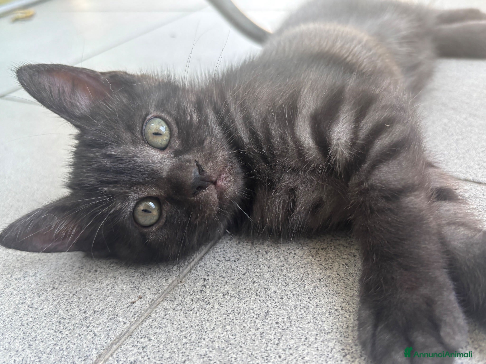 Altre razze gatti Un gatto nero - Annuncio 2