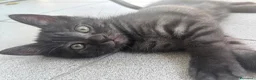 Altre razze gatti in regalo: Un gatto nero a Provincia di Brescia - Annuncio 1
