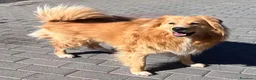 Meticcio cani in regalo: DIOR BELLISSIMO  - Annuncio 11