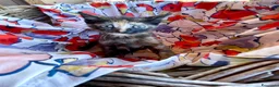 Europeo gatti in regalo: Gattini maschi e femmine  - Annuncio 7