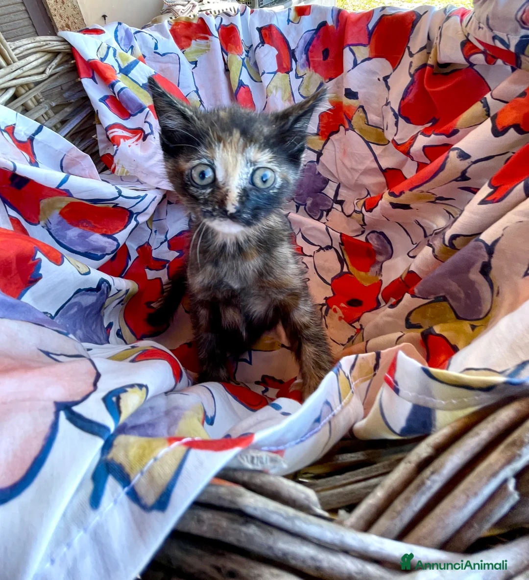 Europeo gatti in regalo: Gattini maschi e femmine  - Annuncio 7