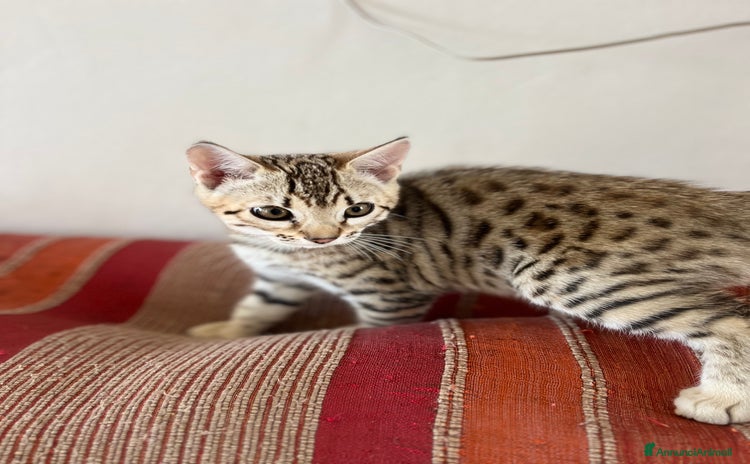 Bengala gatti - Annuncio 1