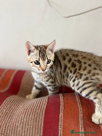 Bengala gatti - Annuncio 1