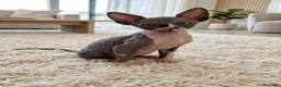 Sphynx gatti in vendita: sphynx - Annuncio 6