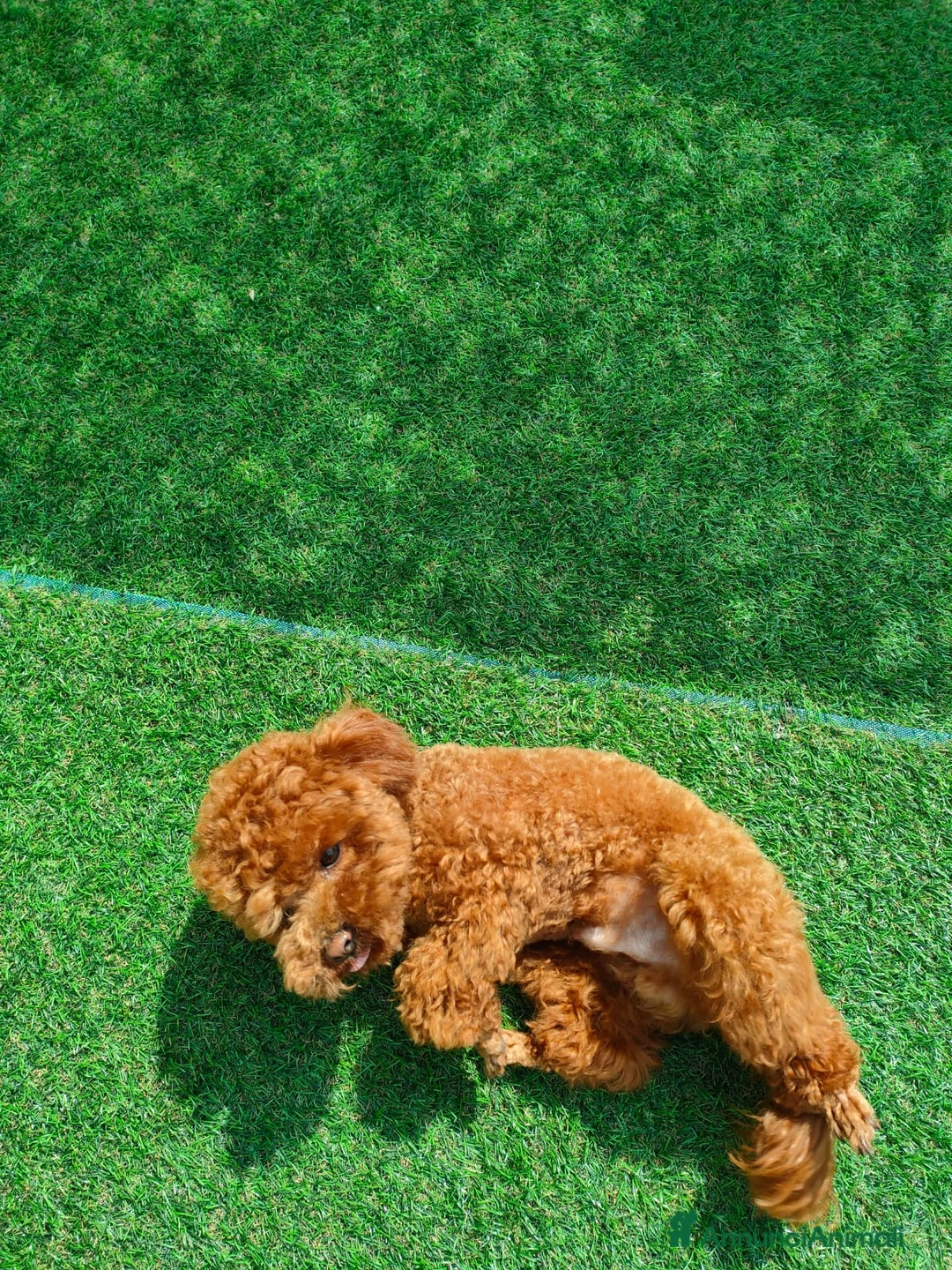 Barboncino Toy cani per accoppiamento: Kiko  a Provincia di Forlì-Cesena - Annuncio 8