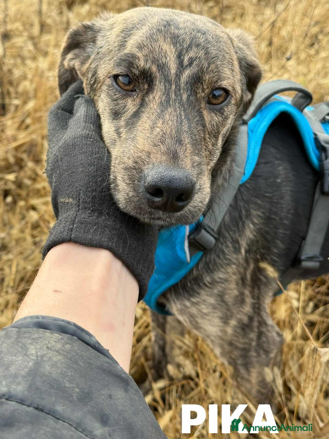 Meticcio cani in regalo: PIKA, cucciola dolce e timida rimasta sola. - Annuncio 8
