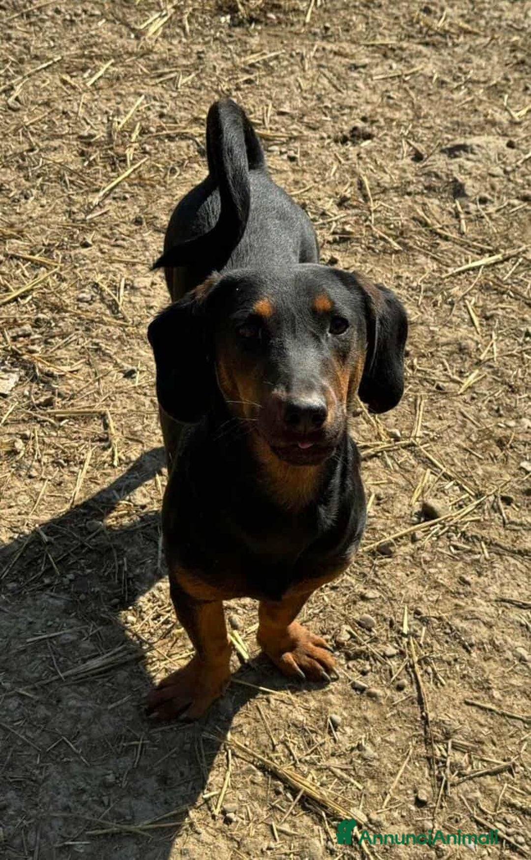 Meticcio cani in regalo: SUSY, nanetta timidona! Zampacorta. - Annuncio 5