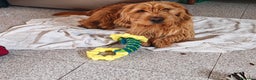 Basset Fauve De Bretagne cani per accoppiamento: Bassett fauve de bretagne per accoppiamento - Annuncio 4