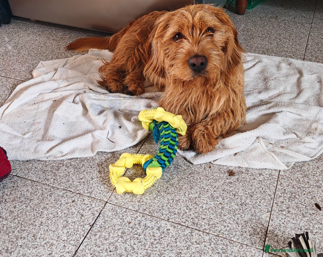 Basset Fauve De Bretagne cani per accoppiamento: Bassett fauve de bretagne per accoppiamento - Annuncio 4
