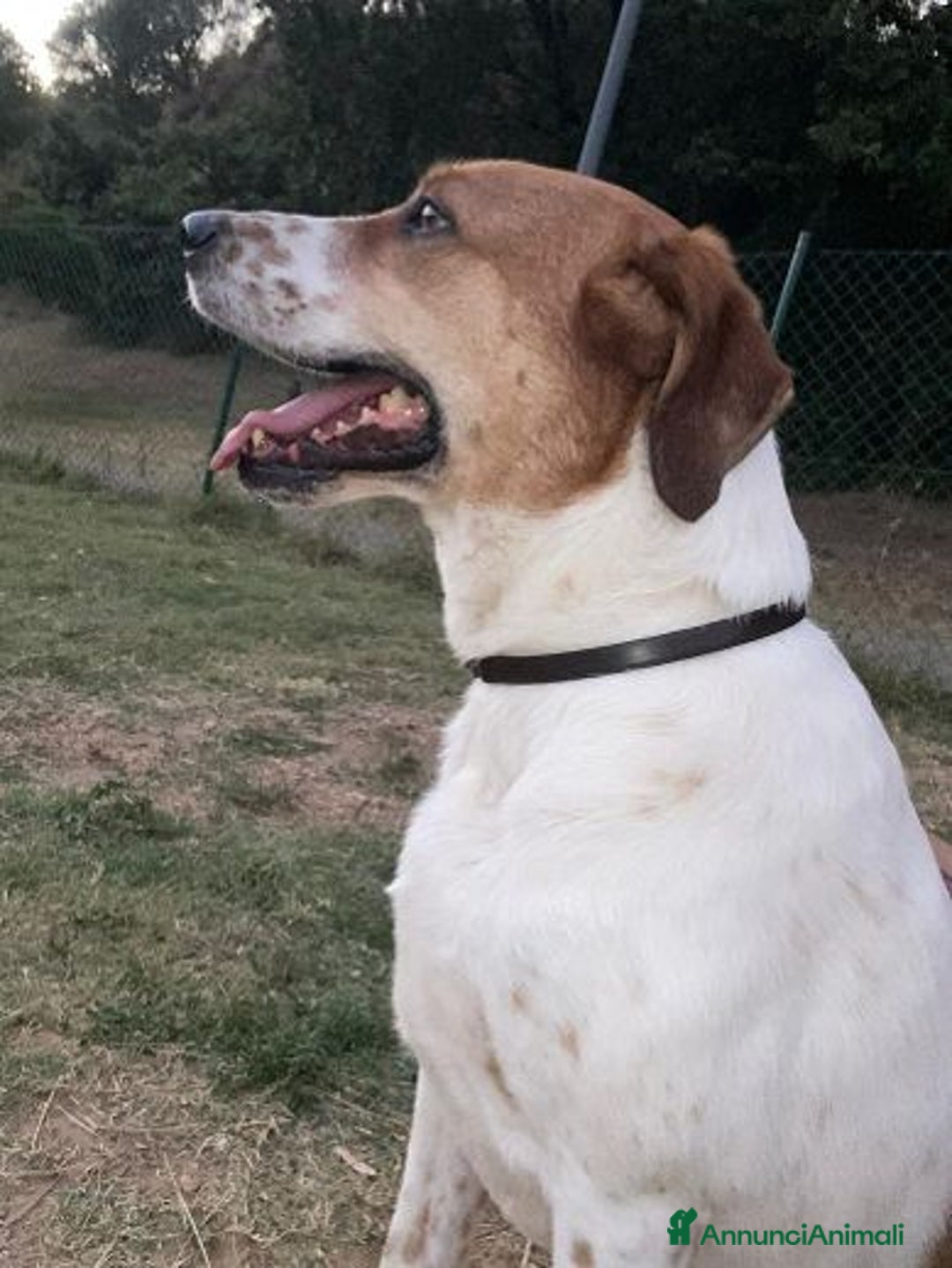 Meticcio cani in regalo: TOMMY bravo in casa!  - Annuncio 5