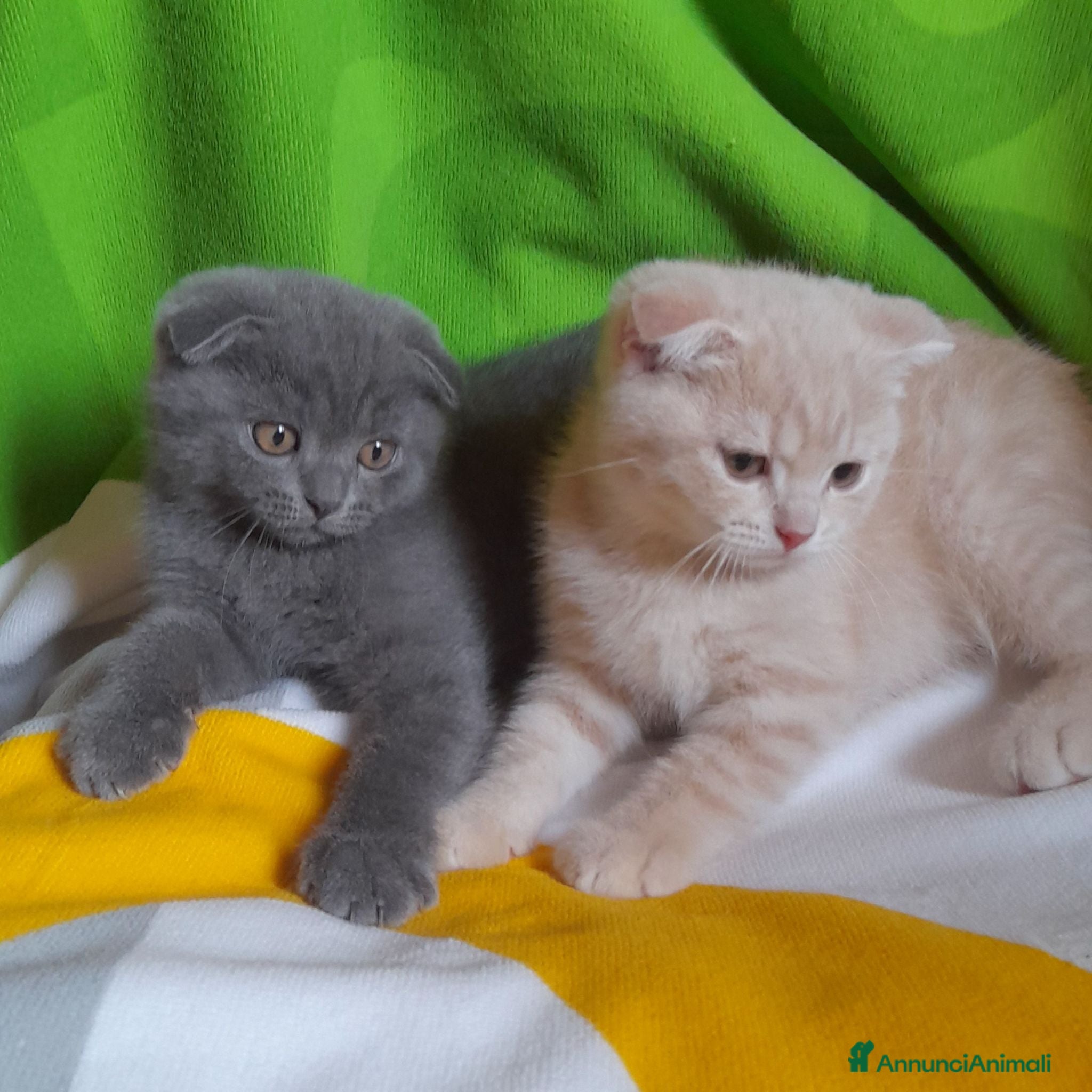 Scottish gatti Cuccioli Scottish fold e Scottish straight  - Annuncio 2