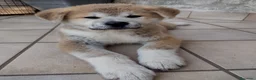 Akita Inu cani in vendita: Akita cuccioli  - Annuncio 6