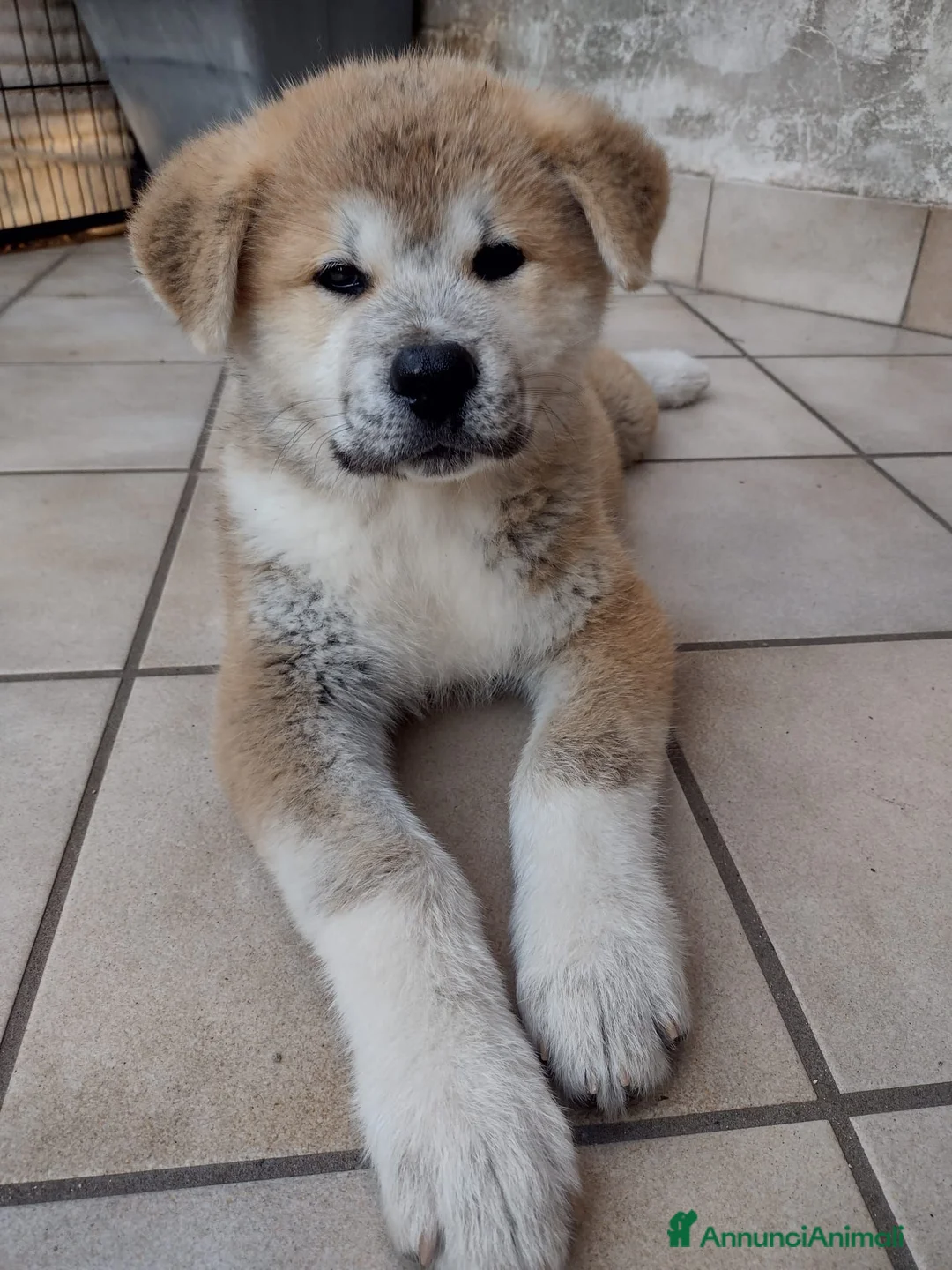 Akita Inu cani in vendita: Akita cuccioli  - Annuncio 6