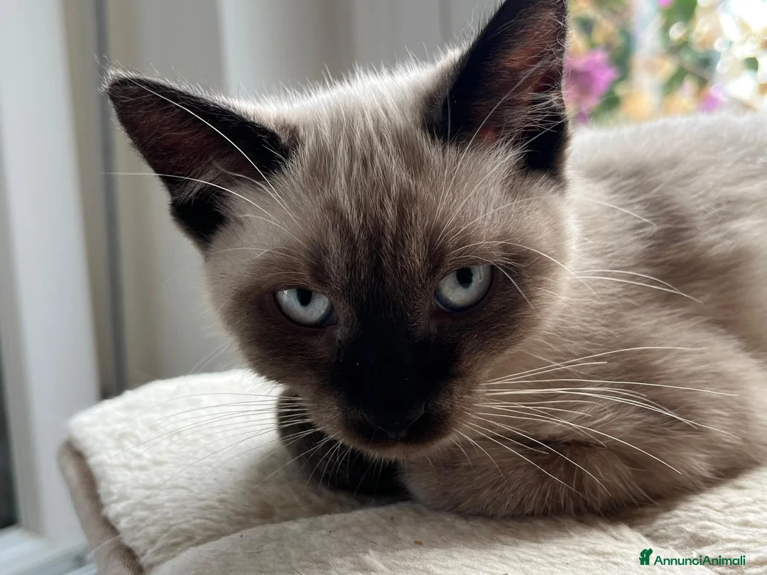 Siamese gatti in vendita: Ultimi femminuccia e maschietto siamese - Annuncio 4