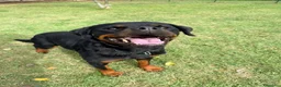 Rottweiler cani in regalo: Agata, dolcissima rottwailer - Annuncio 4