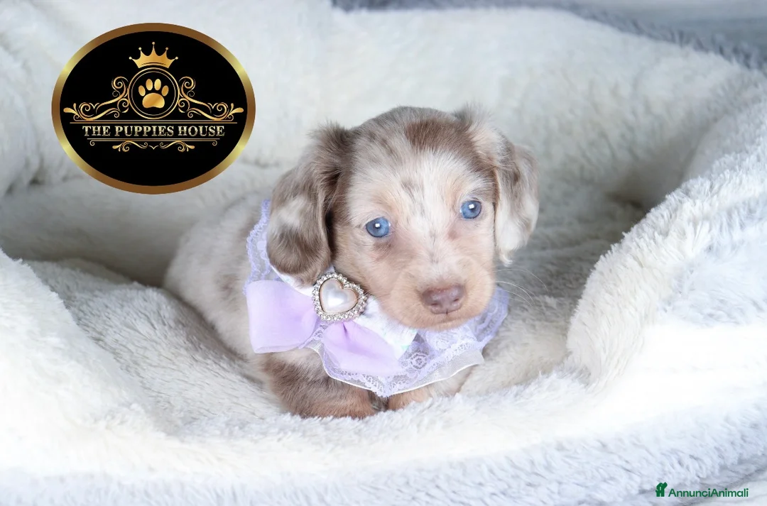 Bassotto cani in vendita: Bassotto Kaninchen  - Annuncio 1