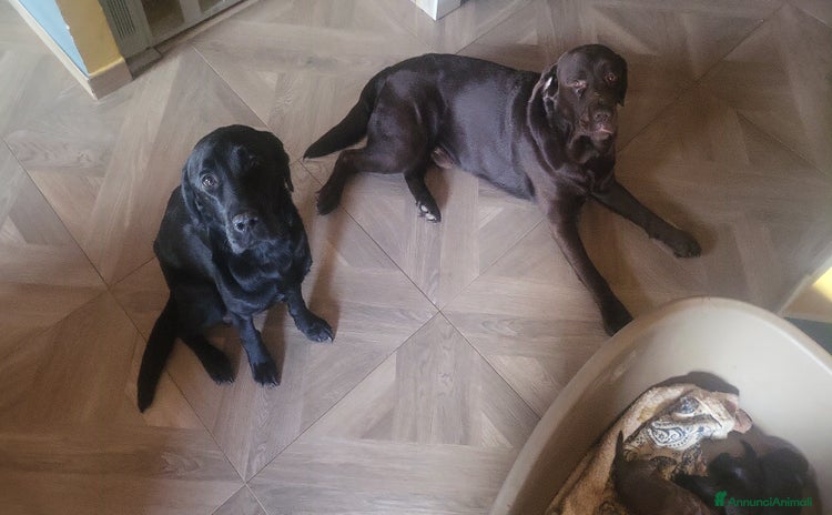 Labrador cani a Città metropolitana di Roma Capitale - Annuncio 6