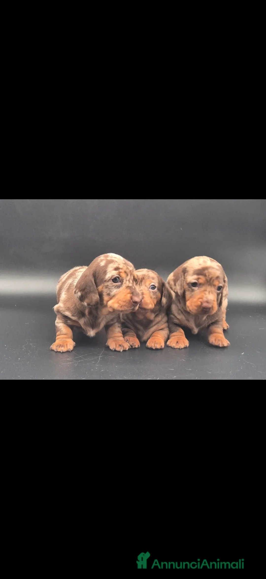 Bassotto Nano cani in vendita: Bassotti  - Annuncio 12