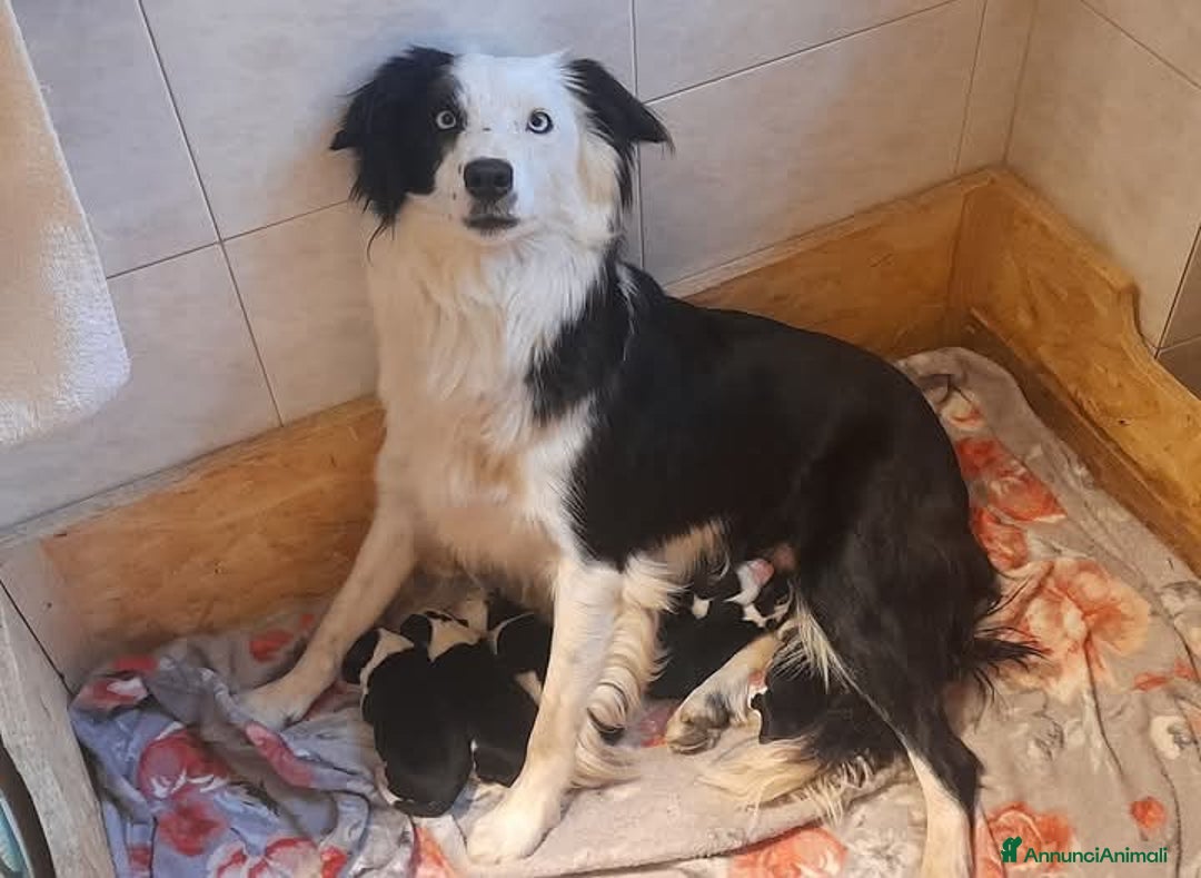 Border Collie cani in vendita: Cucciolone Border Collie linea da lavoro  - Annuncio 6
