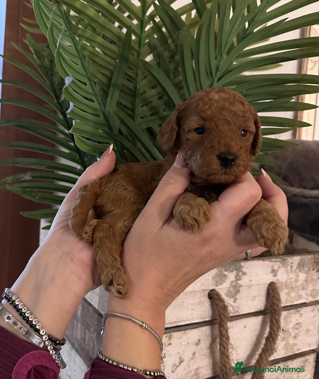 Barboncino cani in vendita: Barboncini cuccioli  a Provincia di Treviso - Annuncio 10