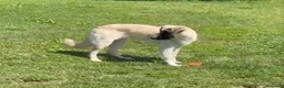Meticcio cani in regalo: Albicocca: 7 mesi adozione del cuore  - Annuncio 4