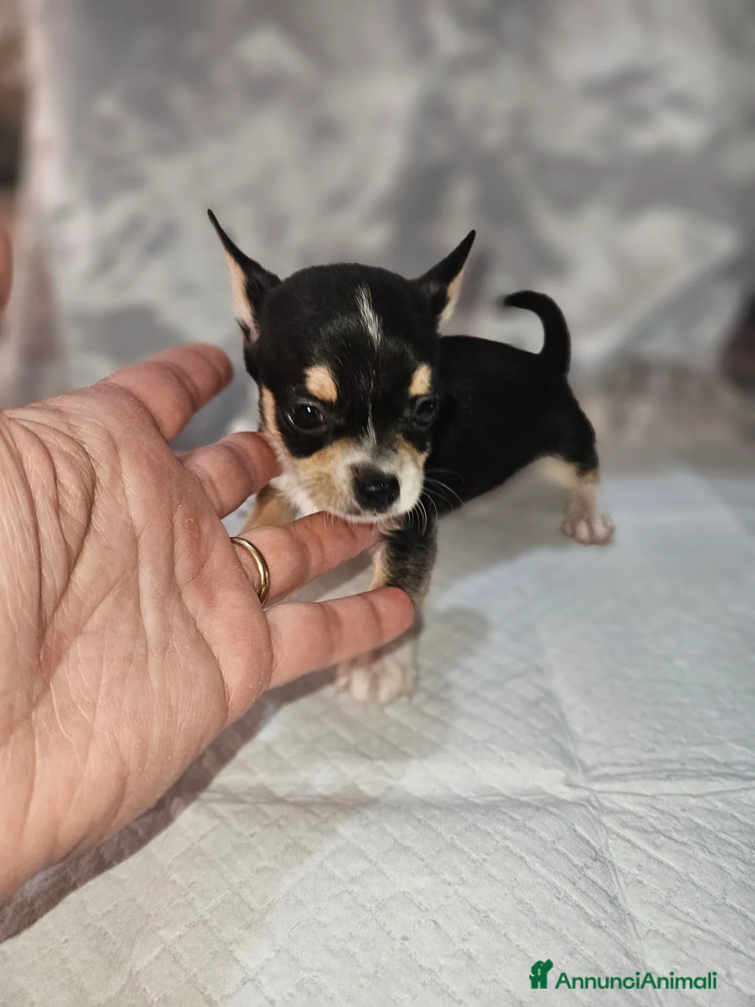 Chihuahua cani in vendita: Chihuahua toy mini - Annuncio 3