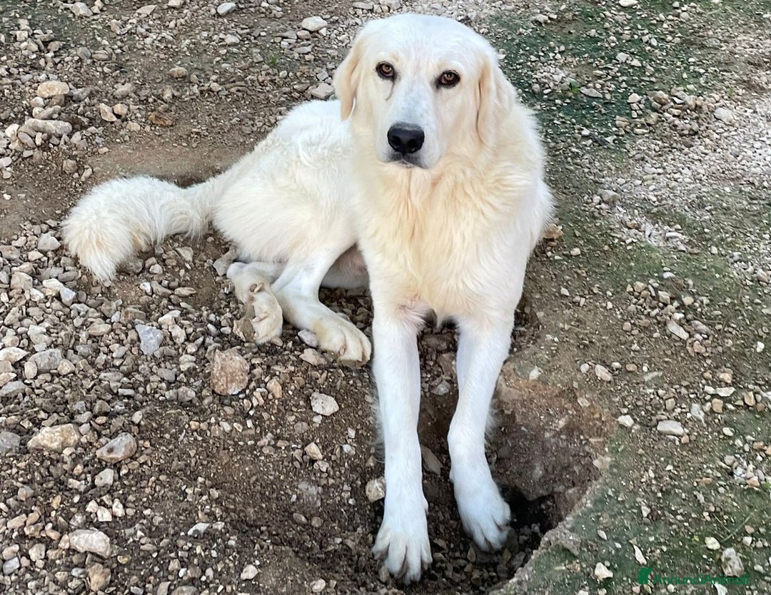 Meticcio cani in regalo: LA DOLCEZZA DI LUCKY1010 - Annuncio 7