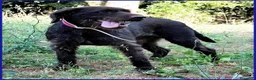 Meticcio cani in regalo: SPELACCHIO ha perso tutto.... - Annuncio 3