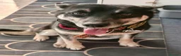 Meticcio cani in regalo: Linda a Provincia di Potenza - Annuncio 3