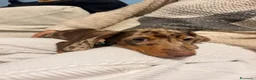 Bassotto Nano cani in vendita: Cucciola di Bassotto Arlecchino Cioccolato fem. - Annuncio 4