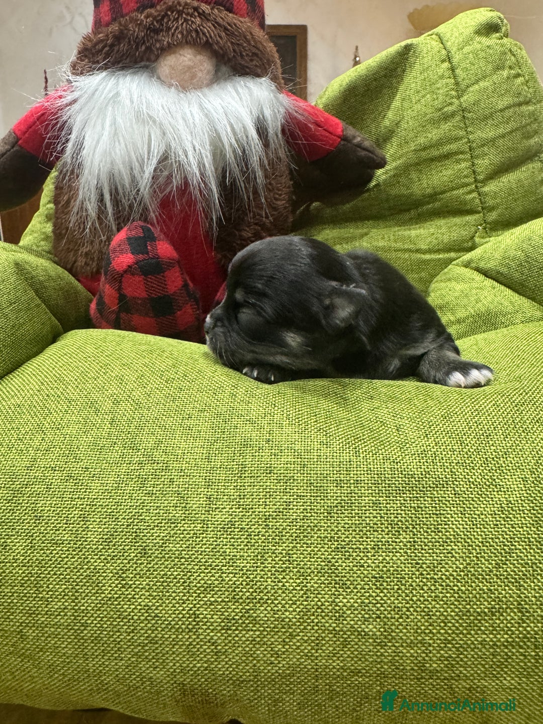 Chihuahua cani in vendita: Cuccioli Chihuahua pelo lungo - Annuncio 10