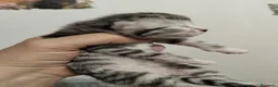 Siberiano gatti in vendita: Siberiano  - Annuncio 3