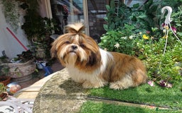 Shih Tzu cani in vendita: Shih tzu o shitzu  a Libero consorzio comunale di Siracusa - Immagine 3