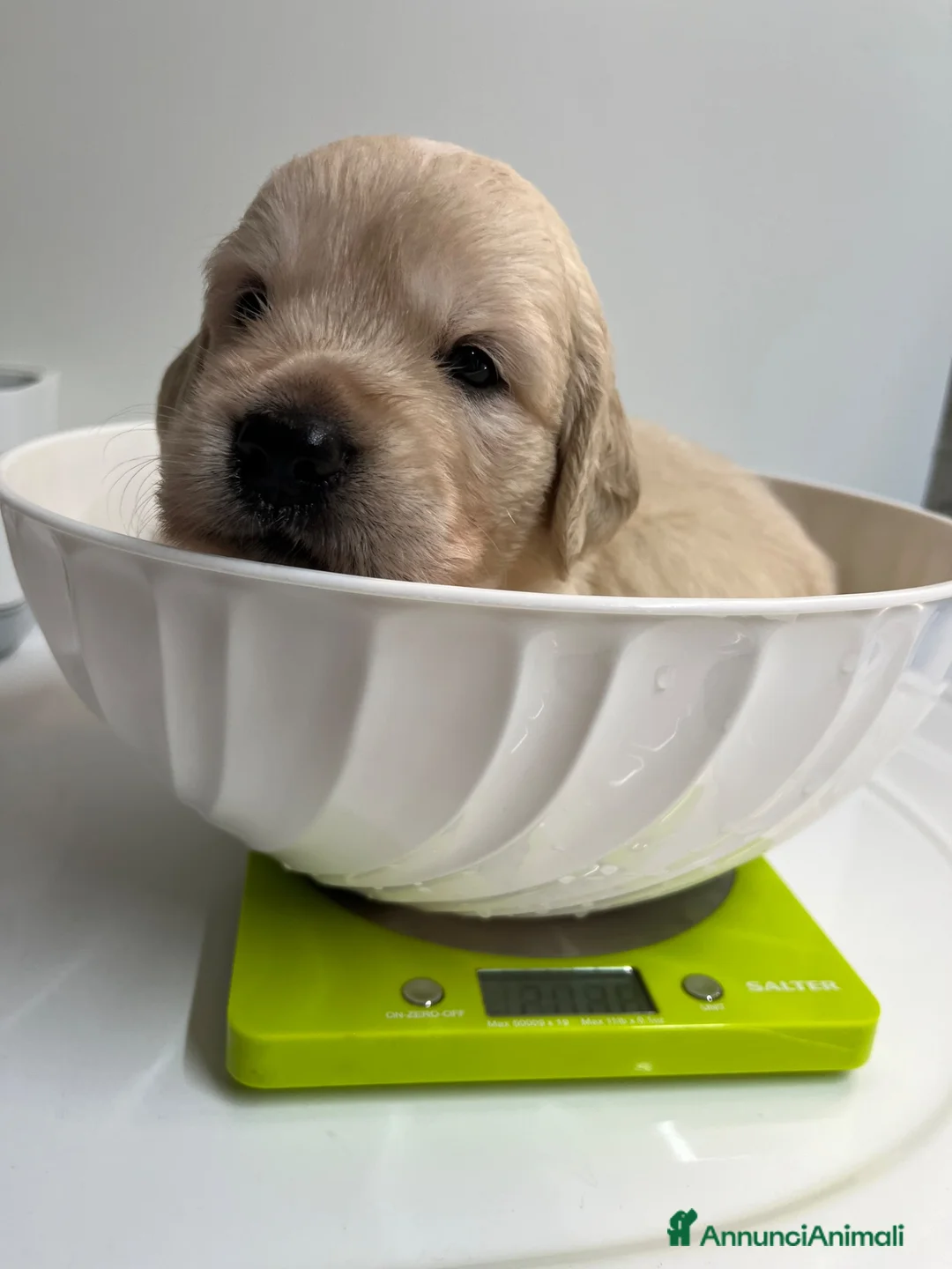 Golden Retriever cani in vendita: Cucciole di golden retriver linea inglese a Provincia di Ancona - Annuncio 7