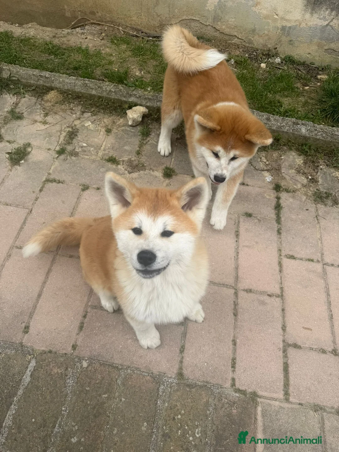 Akita Inu cani in regalo: Due cuccioli maschi di Akita  - Annuncio 1