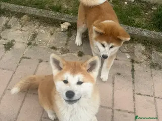 Akita Inu cani Due cuccioli maschi di Akita - Annuncio 14